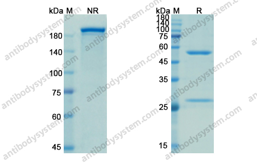 依沃苏单抗，Evolocumab，anti-PCSK9 antibody 抗体