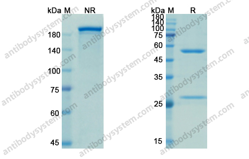 西米普利单抗，Cemiplimab，anti-PD-1 antibody 抗体