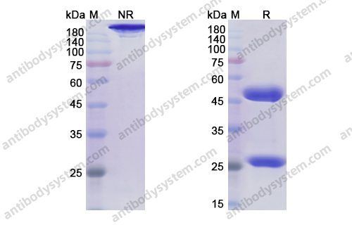 Rosopatamab，anti-PSMA antibody 抗体