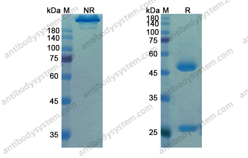 莫维组单抗，Motavizumab，anti-RSV antibody 抗体