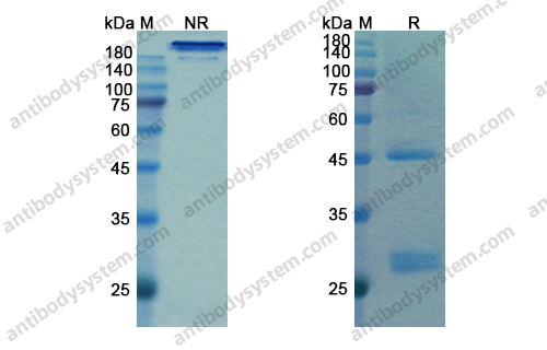 Bamlanivimab，anti-SARS-CoV-2 antibody 抗体