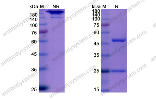 Upifitamab，anti-SLC34A2 antibody 抗体