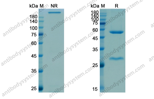 布索组单抗，Blosozumab，anti-SOST antibody 抗体