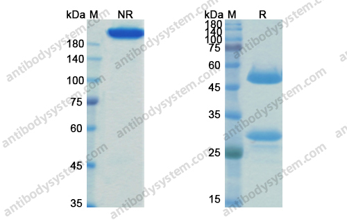 维博利单抗，Vibostolimab，anti-TIGIT antibody 抗体