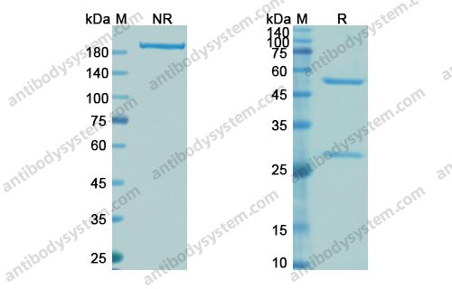 沙西妥珠单抗，Sacituzumab，anti-TROP2 antibody 抗体