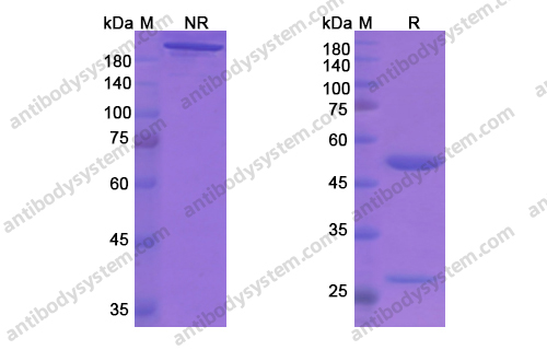 阿度努单抗，Aducanumab，anti-Amyloid beta antibody 抗体