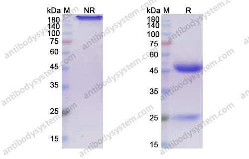 吉妥昔单抗，Girentuximab，anti-CA9 antibody 抗体