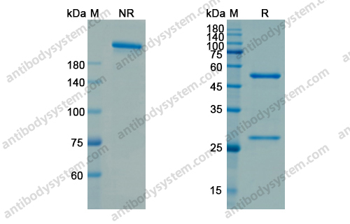 Atibuclimab，anti-CD14 antibody 抗体