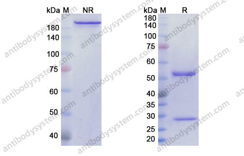 奥法木单抗，Ofatumumab，anti-CD20 antibody 抗体