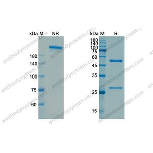 乌托鲁单抗，Utomilumab，anti-CD137 antibody 抗体