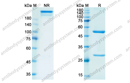 利妥昔单抗，Rituximab，anti-CD20 antibody 抗体