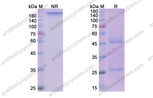 达克珠单抗，Daclizumab，anti-CD25 antibody 抗体