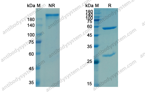 莫罗单抗，Muromonab，anti-CD3 epsilon OKT-3 antibody 抗体