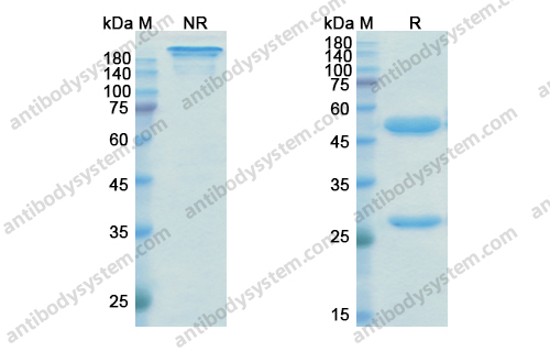 艾萨妥昔单抗，Isatuximab，anti-CD38 antibody 抗体