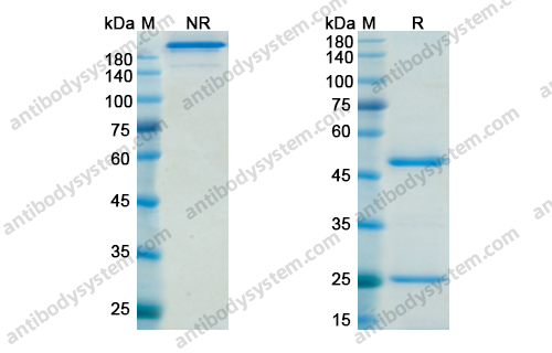 达西组单抗，Dacetuzumab，anti-CD40 antibody 抗体