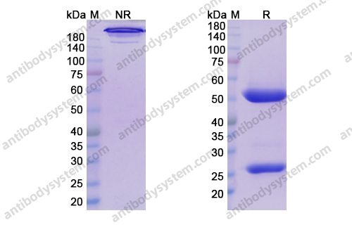 Lemzoparlimab，anti-CD47 antibody 抗体