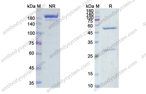 Cusatuzumab，anti-CD70 antibody 抗体