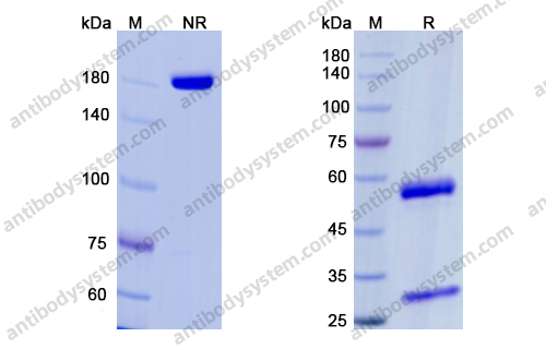 瑞玛奈珠单抗，Fremanezumab，anti-CGRP antibody 抗体