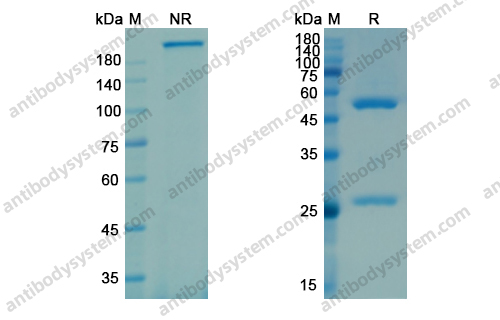 佐妥昔单抗，Zolbetuximab，anti-Claudin 18.2 antibody 抗体