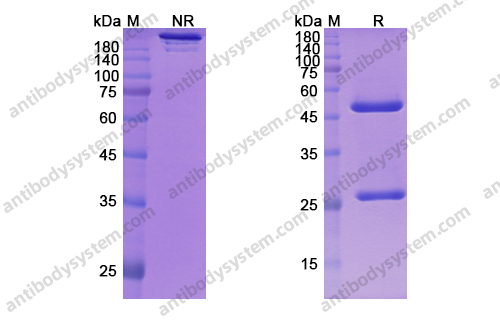 伊匹木单抗，Ipilimumab，anti-CTLA4 antibody 抗体