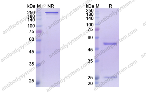 洛伐妥珠单抗，Rovalpituzumab，anti-DLL3 antibody 抗体