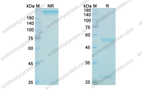 巴托利单抗，Batoclimab，anti-FcRn antibody 抗体