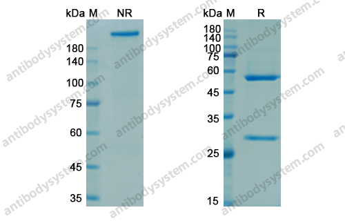 阿普卢妥单抗，Aprutumab，anti-FcRn antibody 抗体