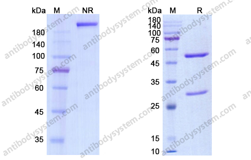 考曲妥珠单抗，Codrituzumab，anti-GPC3 antibody 抗体