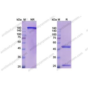 奥来鲁单抗，Oleclumab，anti-CD73 antibody 抗体