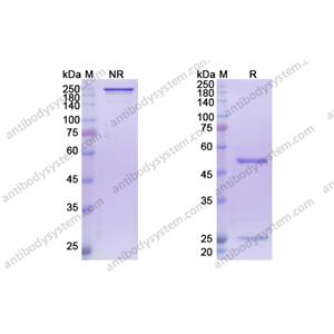 西妥昔单抗，Cetuximab，anti-EGFR antibody 抗体