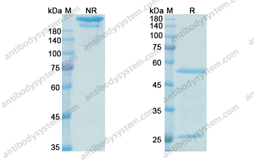 来瑞组单抗，Lebrikizumab，anti-IL-13 antibody 抗体