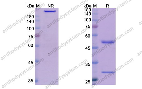 谷瑟库单抗，Guselkumab，anti-IL-23 antibody 抗体