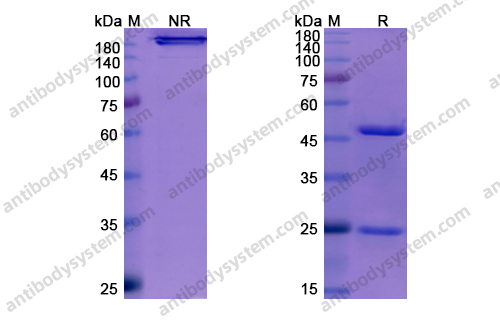 恩弗妥单抗，Enfortumab，anti-Nectin-4 antibody 抗体