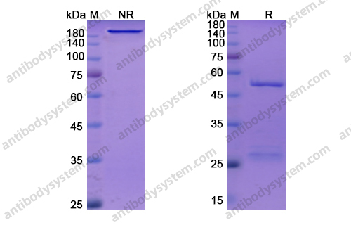纳武单抗，Nivolumab，anti-PD-1 antibody 抗体