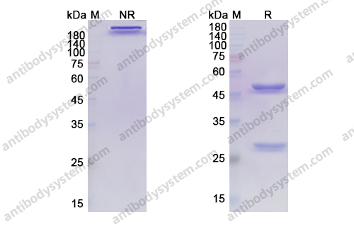 阿特利珠单抗，Atezolizumab，anti-PD-1 antibody 抗体