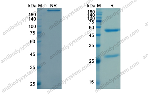 帕利珠单抗，Palivizumab，anti-RSV-F antibody 抗体