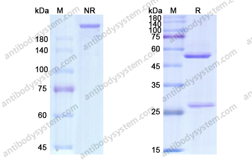 吉妥珠单抗，Gemtuzumab，anti-SIGLEC3 antibody 抗体