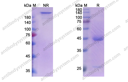 Sabatolimab，anti-Tim-3 antibody 抗体