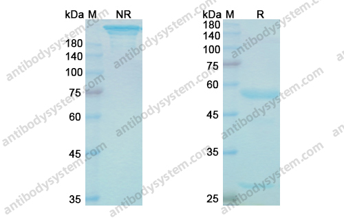 维多组单抗，Vedolizumab，anti-α4β7 antibody 抗体