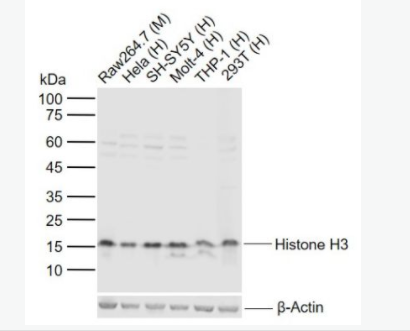 Anti-Histone H3-组蛋白H3（核内参）抗体