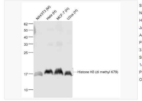 Anti-Histone H3-甲基化组蛋白H3(Tri methyl K79)单克隆抗体