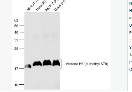 Anti-Histone H3-甲基化组蛋白H3(di methyl K79)单克隆抗体