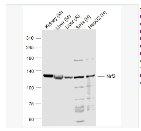 Anti-Nrf2 antibody -核因子2相关因子2抗体