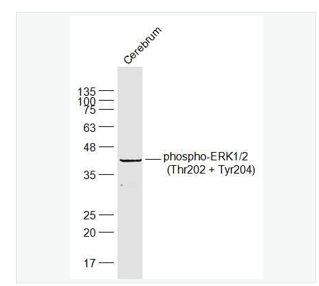 Anti-phospho-ERK1/2 -磷酸化丝裂原活化蛋白激酶1/2抗体
