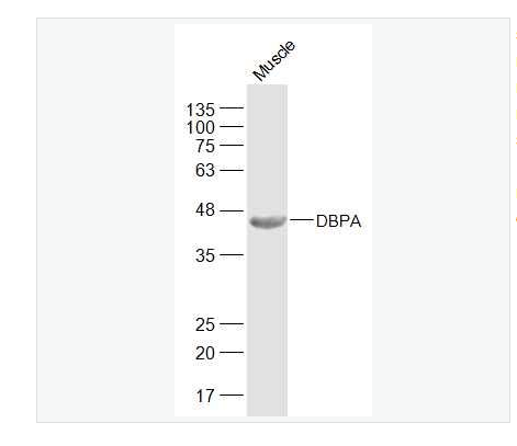 Anti-DBPA antibody-冷休克蛋白DBPA抗体
