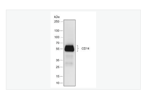 Anti-CD14 antibody -CD14重组兔单克隆抗体