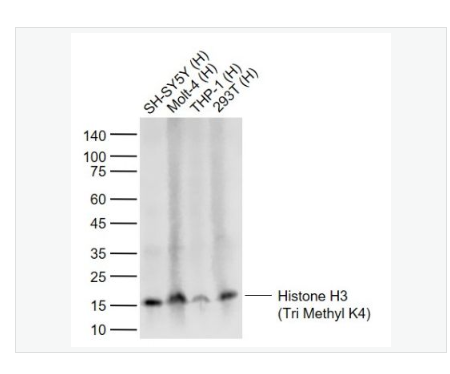 Anti-Histone H3-三甲基化组蛋白H3抗体