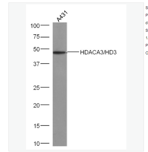 Anti-HDAC3 antibody -组蛋白去乙酰化酶3抗体