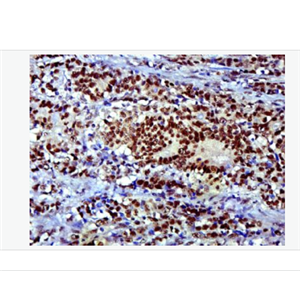 Anti-SOX9 antibody -转录因子SOX9蛋白抗体