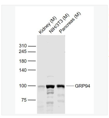 Anti-GRP94 antibody -葡萄糖调节蛋白94抗体